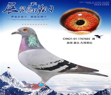 D(zhun)wѪϵw603