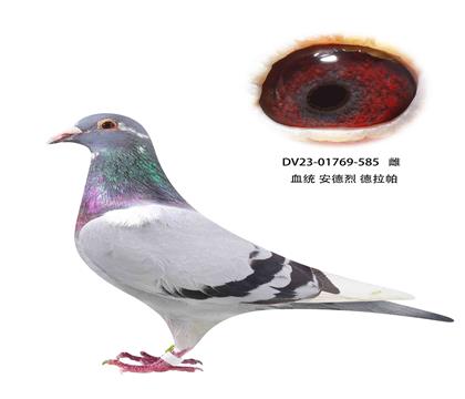 ҵ585 ǲ