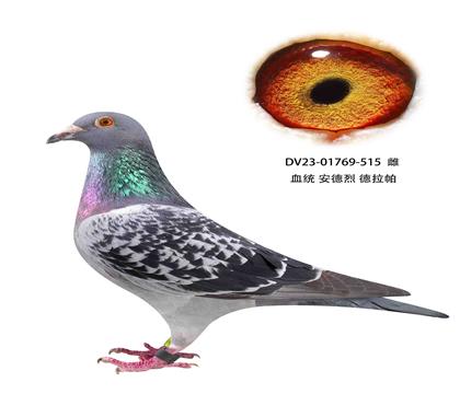  515