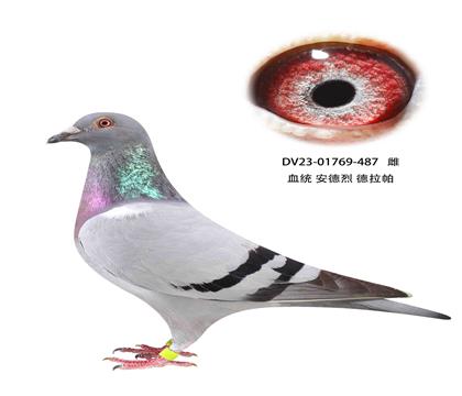  487