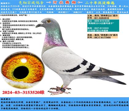 H塰Ӣ˹231ֱOX178ֱO