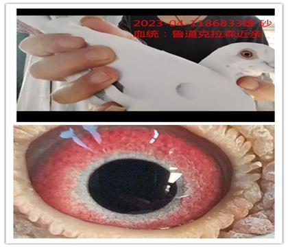 魯?shù)揽死H特留種鴿