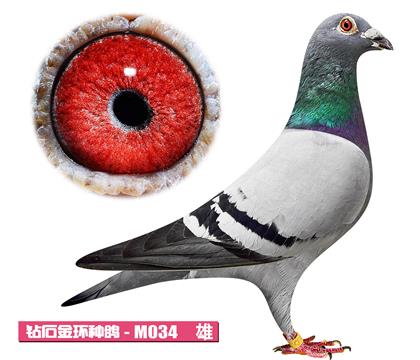 w-?sh)M034