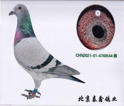 1.奧林匹克276曾孫