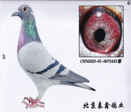 2.金友第四關(guān)冠軍直子