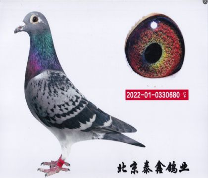 3.長陽亞軍系配丹尼凡戴克