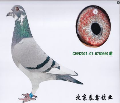 4.威奇15名配波西瓦