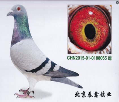 6.自身長陽50名之母