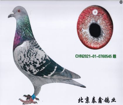 7.波西瓦545