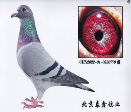 8.波西瓦779