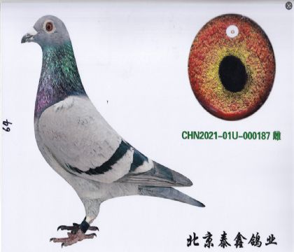 10.自身金友院內(nèi)四關(guān)綜合229名