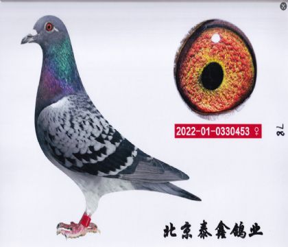 11.起點配烏諾特留種鴿