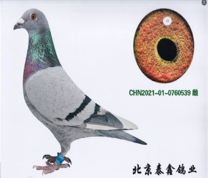 12.楊赫爾曼配所向無敵