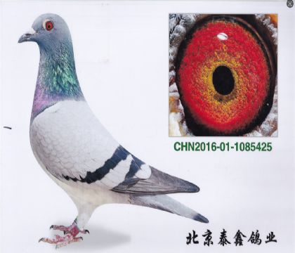 13.金母425后代高位獎鴿多羽