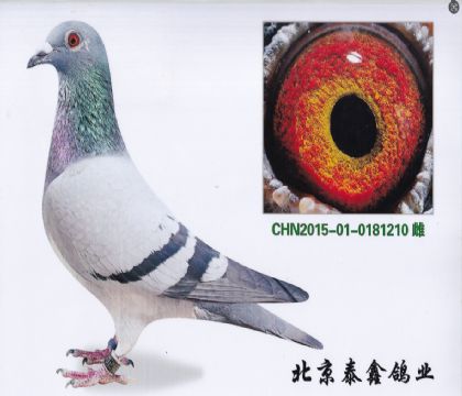 14.小火箭直孫