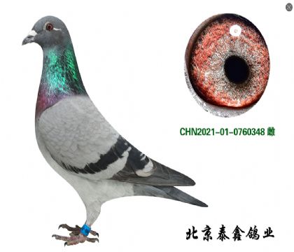 15.德瓦布魯瓦起點