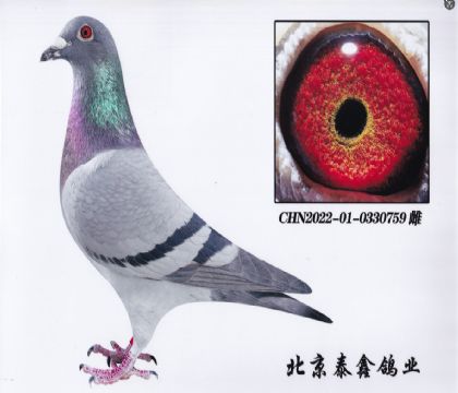 16.波西瓦配起點