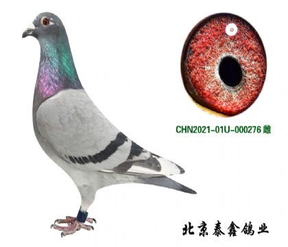 18.波西瓦276特留種鴿