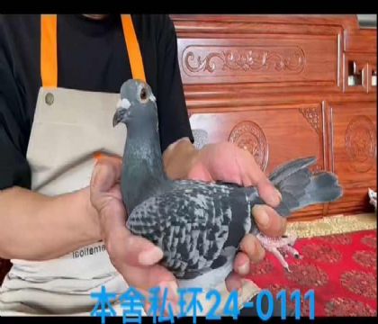 私環(huán)喬斯佛卡門花雌