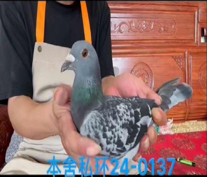 私環(huán)美麗人生近血雌0137