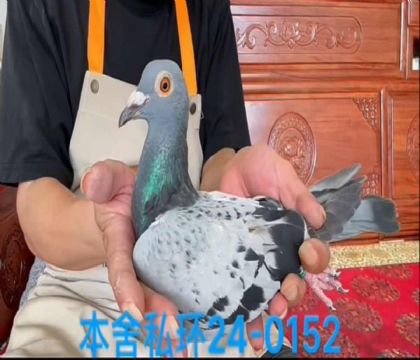 私環(huán)吉諾黃金國王孫女0152