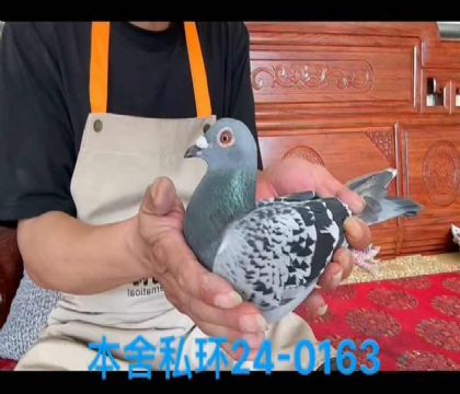 私環(huán)琳莎雌0163