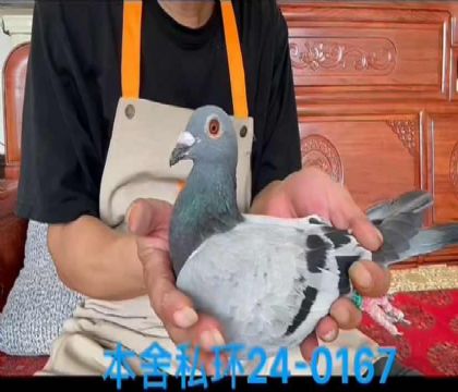 私環(huán)奶酪0167