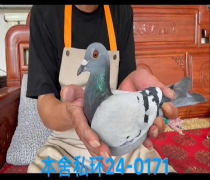 私環(huán)基特爾近血雌0171