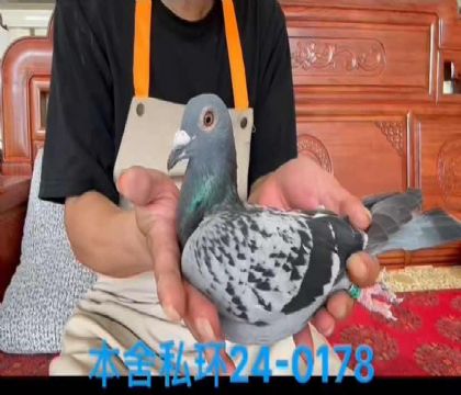私環(huán)佛卡門雌0178