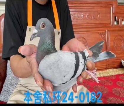 私環(huán)閃光羅密歐孫女0182