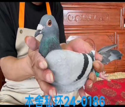 私環(huán)超級984孫女0186