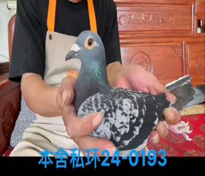 私環(huán)小灰所向無敵孫女0193
