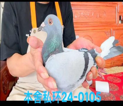 私環(huán)奇跡號直孫0105