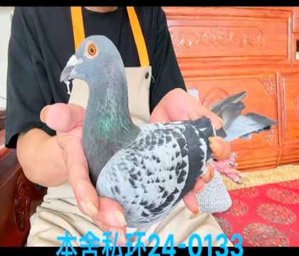 私環(huán)電流號近血雄0133