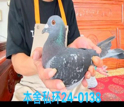私環(huán)蓋比雄0138