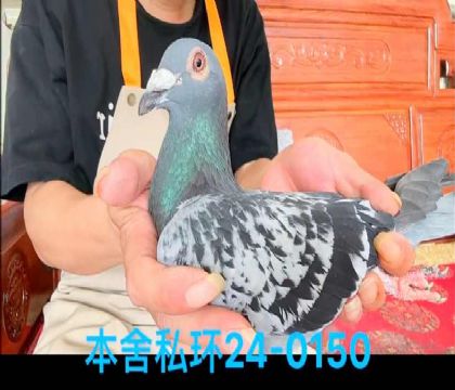私環(huán)尼爾斯近血雄0150