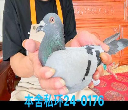 私環(huán)旋風配對雄0176