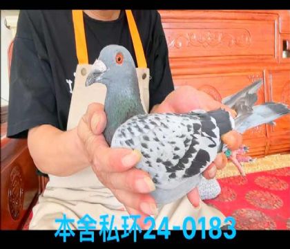私環(huán)灰斯達夫外孫0183