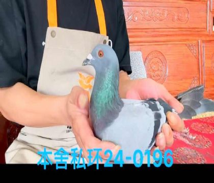 奧林匹克泰戈直孫0196