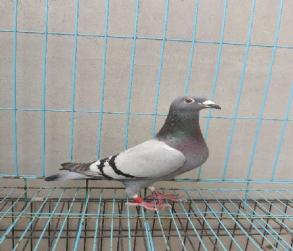 ɣʿ
