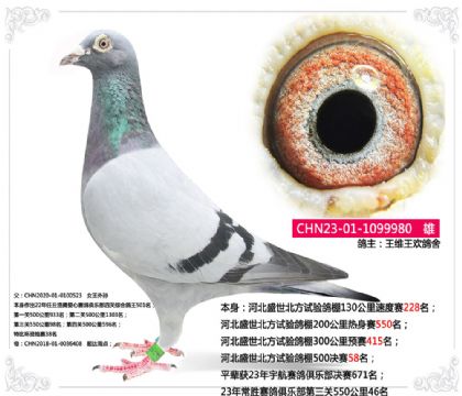 河北盛世北方試驗鴿棚500決賽58名 雄
