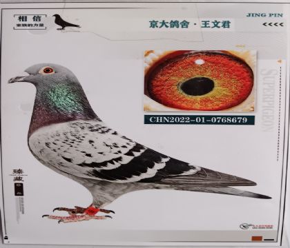 京大鴿舍-王文君---米衛(wèi)X蓋比X公牛679 雄