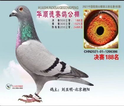 北京華順德賽鴿公棚秋棚500公里決賽188名