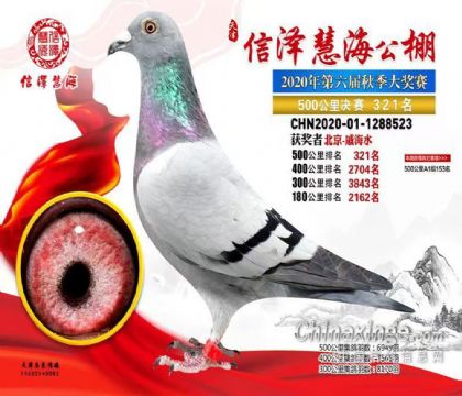 天津信澤慧海公棚500公里決賽321名 雌