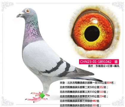 北京杰翔賽鴿俱樂部四關(guān)綜合355名 雄