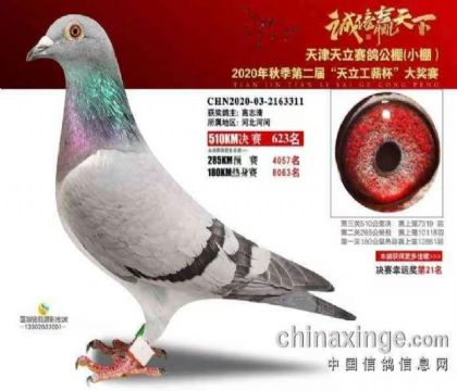 天津天立公棚小棚510公里決賽627名 雌