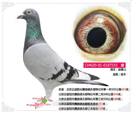 北京眾益陽光賽鴿俱樂部三關(guān)綜合158名 雌