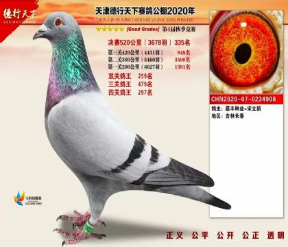 天津德行天下賽鴿公棚520公里決賽335名 雄