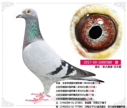 王文君-北京百鴿園中國杯四關(guān)綜合172名 雌