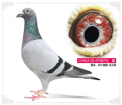 京大鴿舍-王文君--751 雄
